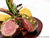 2 Tage Kurzurlaub mit Frühstück im Hotel Schwarzmatt