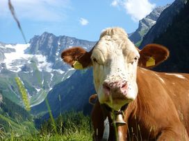Tierisches Vergnügen-Bergferien mit Hund / 3 Tage ÜF