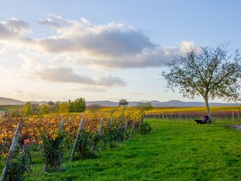 3 Tagen an der Weinstraße mit Whisky Tasting