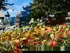 Blumige Farbenpracht-Insel Mainau im Bodensee | 3 T.
