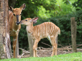 Opel-Zoo Tickets mit Hotel