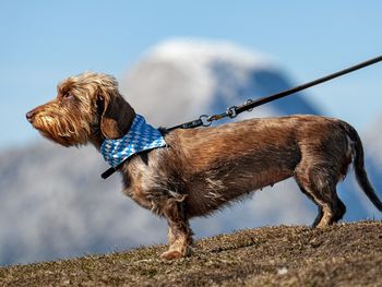 3 Tage Urlaub mit Hund in den Tiroler Bergen inkl. HP