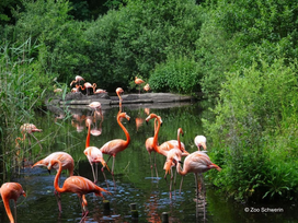 Zoo Schwerin mit Tageseintritt und Übernachtung