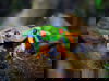 Echse & Co.-Deutschlands gr. Reptilien Zoo HP | 5 T.