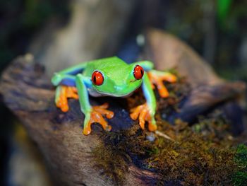 Echse & Co.-Deutschlands größter Reptilien Zoo | 4 T.