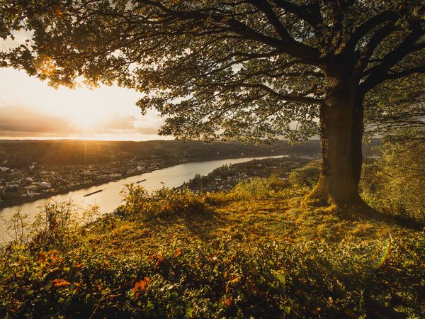 7 Tage Rhein Genuss in Bonn mit Frühstück Tante ALMA´s Bonner Hotel inkl. Frühstück