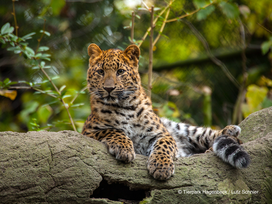 Tierpark und Tropen Aquarium Hagenbeck in Hamburg mit Hotel