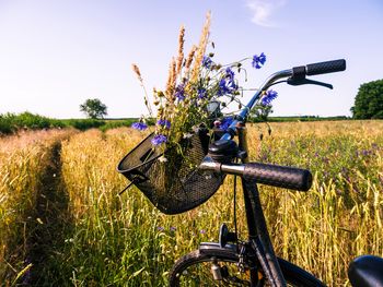 Radfahren im lieblichen Taubertal - 3 Tage