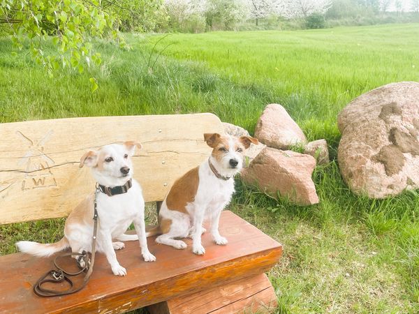 Wander-Auszeit mit Hund / 5 Tage in Thale, Sachsen-Anhalt inkl. Halbpension Plus