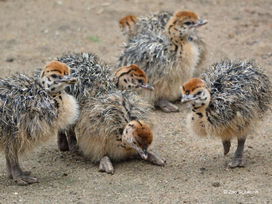 Zoo Schwerin mit Tageseintritt und Übernachtung