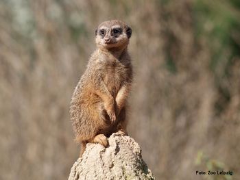 Wildlife Safari - Willkommen im Zoo Leipzig | 3 Tage