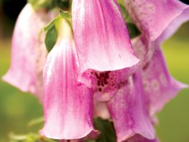 Veluwe Auszeit im Hotel De Paasberg – 3 Tage