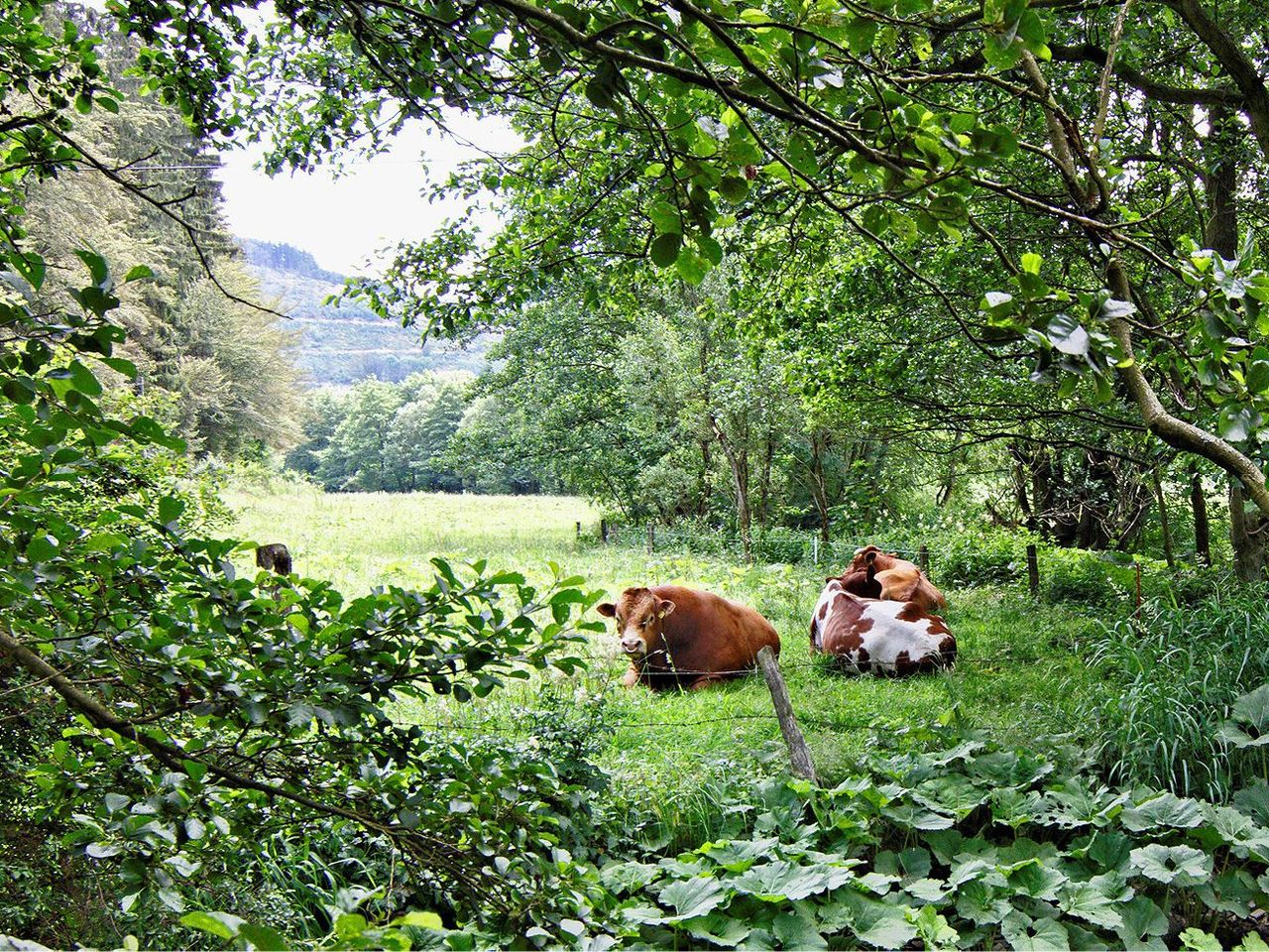 Familienurlaub im Sonnenhof-Willingen (3 Nächte)