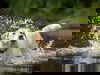 Abenteuer Bayerischer Wald - Urlaub mit Hund | 4 Tage
