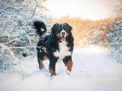 6 Tage Bergurlaub mit Hund am Dachstein