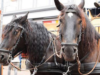 Mit Pferd & Wagen - ab 8 Personen (Weekend)