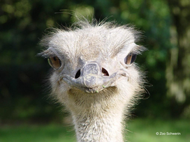 Zoo Schwerin mit Tageseintritt und Übernachtung